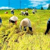 10th World Rice Conference held in Hanoi 