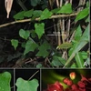 New plant and insect species found in Vietnam