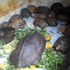 Drastic actions for combating illegal wildlife trading recommended 