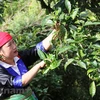 Harvesting ‘green gold’ on cloud-covered mountains