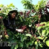 Domestic coffee exporters expect a promising year