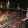 Bac Giang works to raise values of livestock products