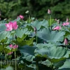 Lost in the charm of lotus valley near Hanoi