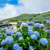 Colourful hydrangeas adorn peak of Mau Son Mountain