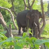 Vietnam strives to conserve elephants