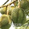 Lam Dong ships 70 tons of durian to China