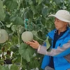 High tech farming in Ninh Thuan proves effective