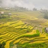 Gold covers terraced rice fields in Ha Giang