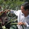 Ha Van Bay, a farmer in Thanh My commune of Tan Phuoc district, takes care of his ornamental pineapple field (Photo: VNA)