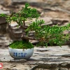 Bonsai captures vitality of nature