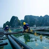 Vietnam looks to link tourism and marine aquaculture development