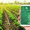 Efforts made to promote digital transformation in agriculture