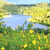 A flower space in Da Lat attracts visitors (Photo: Vietnamplus)