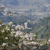 Ban flowers brighten northern mountainous province
