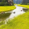 Tam Coc – Bich Dong blanketed with ripen paddy fields 