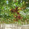 Young farmer makes fortune with grapes