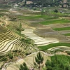 Mu Cang Chai in rice-growing season: A mural to the Northwest