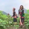 Programmes encouraging local women to remain in Lao Cai