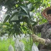 US increases imports of Vietnamese mangoes