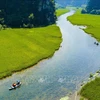 Captivating golden ripe rice fields in Ninh Binh