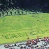 Rice painting in Ninh Binh impressing visitors