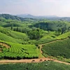 Phu Tho developing green tea products