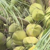 Vietnam gets green light to export fresh husked coconut to US