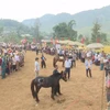 Horse racing in Lai Chau enthrals visitors