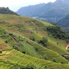 Mu Cang Chai terraced rice fields - A masterpiece of nature and humanity