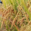 Marvellous “golden season” on ripening terraced rice fields in Lai Chau