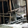 Last captive bear in Hai Duong transferred to sanctuary
