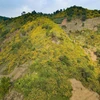 Wild sunflowers dye northwestern mountains yellow