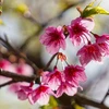 Cherry blossoms show off radiant beauty 
