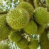 Durian, coconut expected to join “1-bln-USD” export club