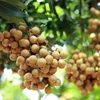 Hung Yen’s longan aims to conquer Japan market