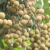Hung Yen offers fascinating tours of longan orchards