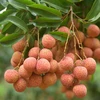 China - main export market of Bac Giang lychee