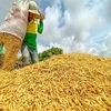 Vietnam sets new record for rice exports in 2023