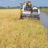 Vietnam to develop 1 mil. ha of low-emission high-quality rice