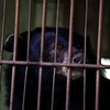 Vietnam bear rescue centre welcomes three black bears