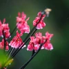 Bell-shaped peach blossoms atop Ba Na Hills 