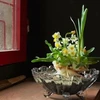 Daffodil tending: elegant hobby of Hanoians