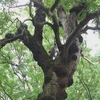 The mystery of the ironwood tree at Lam Kinh historical relic site