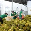 Vietnam targets 7 bln USD in fruit-veggie exports in 2024