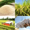 Rice exports up nearly 50% in January-February