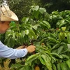Vietnam shining amidst global agriculture: HSBC expert 