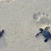 Protecting sea turtles on Con Dao Island