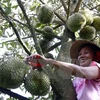 Exports to China via official channels raise stature of Vietnamese durians