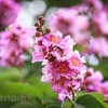 Purple crepe myrtle trees bloom along Hanoi streets