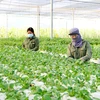 Hanoi strives to raise annual income for farmers to 70 million VND in 2023 
